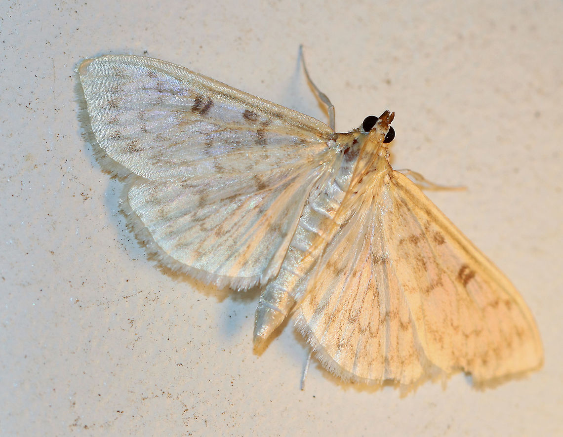 Bold-feathered Grass Moth - Herpetogramma pertextalis Wingspan: 25-30 cm. Semi-translucent wings with a pattern of scalloped, brown lines.<br />
<br />
Attracted to a moth light in a rural area. Geotagged,Herpetogramma pertextalis,Summer,United States,bold-feathered grass moth,herpetogramma pertextalis,moth,moth week 2018