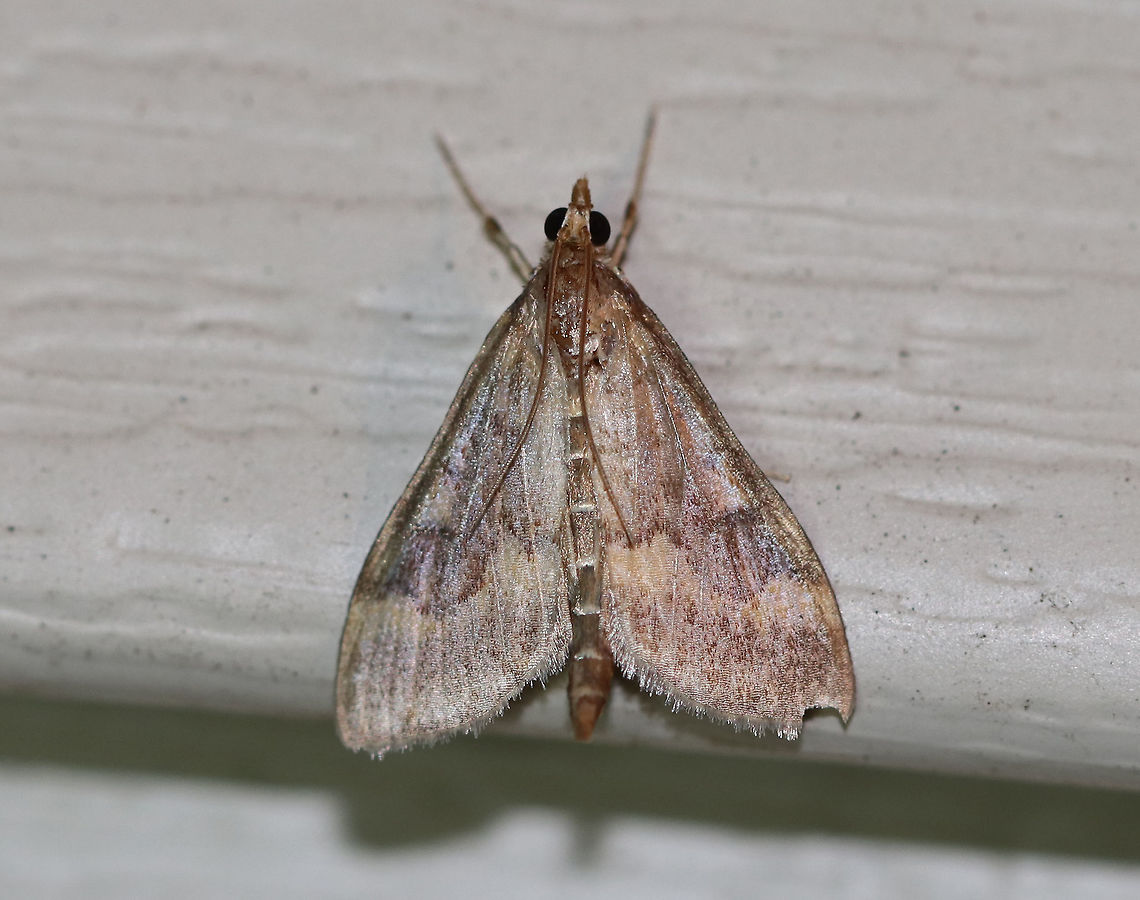 European Corn Borer (Male) - Ostrinia nubilalis Length: 15 mm. This species is sexually dimorphic.  The forewing of the male is mostly brown with a yellowish band below the jagged postmedial line.<br />
<br />
Attracted to a moth light in a rural area. European corn borer,Geotagged,Ostrinia nubilalis,Summer,United States,moth,moth week 2018