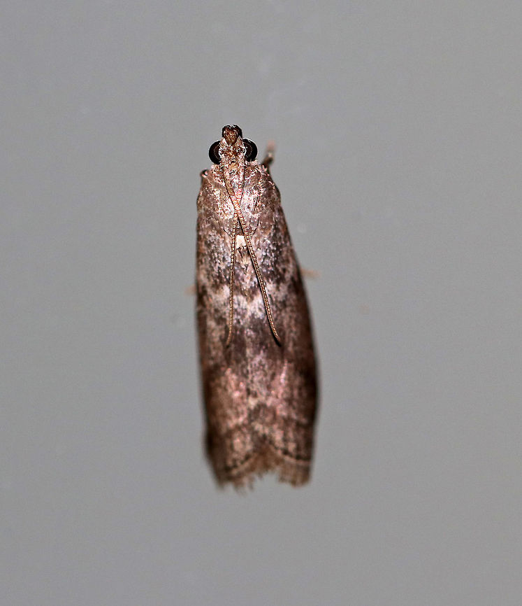 Oval Telethusia  -Telethusia ovalis Total length: 12 mm. Speckled brown/tan/gray forewings with some dark brown and whitish bands. <br />
<br />
Attracted to a moth light in a rural area.<br />
<br />
 Geotagged,Oval Telethusia,Summer,Telethusia ovalis,United States,moth,moth week 2018