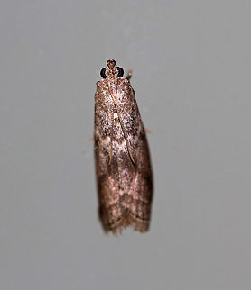 Oval Telethusia  -Telethusia ovalis Total length: 12 mm. Speckled brown/tan/gray forewings with some dark brown and whitish bands. 

Attracted to a moth light in a rural area.

 Geotagged,Oval Telethusia,Summer,Telethusia ovalis,United States,moth,moth week 2018