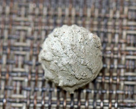 Potter Wasp Nest - Eumenes sp. Female wasps make conspicuous, aerial mud nests attached to twigs or other objects. It was close to 15 mm wide.
When first built, the nest has an opening, which makes it look like a pot or jug.  The female deposits egg(s) on walls of the pot, provisions it with moth and beetle larvae, and then seals it with a final mud pellet.  The larvae will hatch, eat the food provisions, and create a tiny exit hole through which to leave the nest once mature.
There were three of these nests on my deck chairs. I left them there to mature, and took them down after the wasps had matured and exited.
https://www.jungledragon.com/image/63903/potter_wasp_nest_exit_hole_-_eumenes_sp.html
https://www.jungledragon.com/image/63904/potter_wasp_nest_-_eumenes_sp.html
 Eumenes,Geotagged,Potter Wasp Nest,Summer,United States,nest,potter wasp