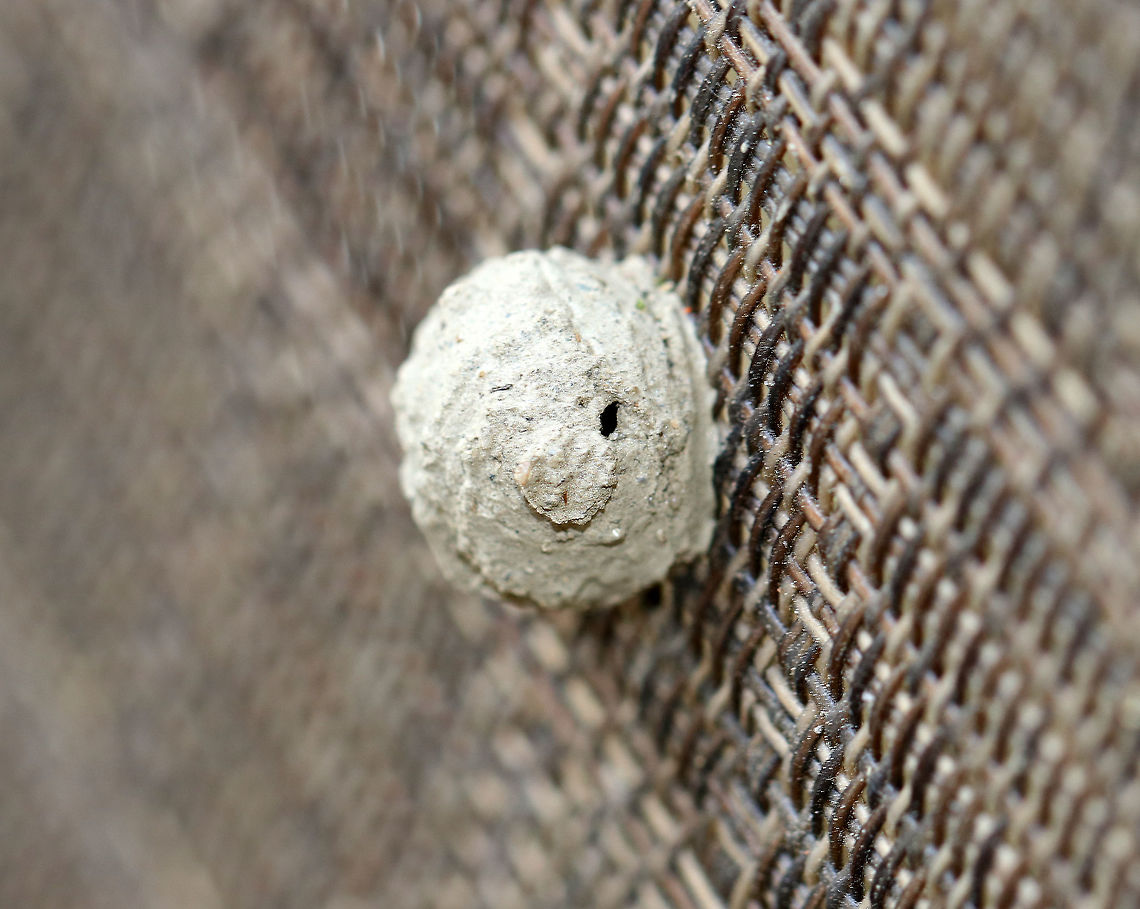 Potter Wasp Nest (Exit Hole) - Eumenes sp. Female wasps make conspicuous, aerial mud nests attached to twigs or other objects. It was close to 15 mm wide.<br />
<br />
 When first built, the nest has an opening, which makes it look like a pot or jug. The female deposits egg(s) on walls of the pot, provisions it with moth and beetle larvae, and then seals it with a final mud pellet. The larvae will hatch, eat the food provisions, and create a tiny exit hole through which to leave the nest once mature. **This shot shows the exit hole **<br />
<br />
 There were three of these nests on my deck chairs. I left them there to mature, and took them down after the wasps had matured and exited.<br />
<br />
<figure class="photo"><a href="https://www.jungledragon.com/image/63904/potter_wasp_nest_-_eumenes_sp.html" title="Potter Wasp Nest - Eumenes sp."><img src="https://s3.amazonaws.com/media.jungledragon.com/images/3232/63904_thumb.jpg?AWSAccessKeyId=05GMT0V3GWVNE7GGM1R2&Expires=1759968010&Signature=bqe7yEuy7T4kkLvw2iM4FrAPn%2B8%3D" width="200" height="162" alt="Potter Wasp Nest - Eumenes sp. Female wasps make conspicuous, aerial mud nests attached to twigs or other objects. It was close to 15 mm wide.<br />
<br />
 When first built, the nest has an opening, which makes it look like a pot or jug. The female deposits egg(s) on walls of the pot, provisions it with moth and beetle larvae, and then seals it with a final mud pellet. The larvae will hatch, eat the food provisions, and create a tiny exit hole through which to leave the nest once mature. **This shot shows the inside of the nest - I&#039;m guessing it&#039;s the remains of food and exuvia, etc.**<br />
<br />
 There were three of these nests on my deck chairs. I left them there to mature, and took them down after the wasps had matured and exited.<br />
https://www.jungledragon.com/image/63902/potter_wasp_nest_-_eumenes_sp.html<br />
https://www.jungledragon.com/image/63903/potter_wasp_nest_exit_hole_-_eumenes_sp.html Eumenes,Geotagged,Potter Wasp Nest,Summer,United States,nest,potter wasp" /></a></figure><br />
<figure class="photo"><a href="https://www.jungledragon.com/image/63902/potter_wasp_nest_-_eumenes_sp.html" title="Potter Wasp Nest - Eumenes sp."><img src="https://s3.amazonaws.com/media.jungledragon.com/images/3232/63902_thumb.jpg?AWSAccessKeyId=05GMT0V3GWVNE7GGM1R2&Expires=1759968010&Signature=ejz0o4qcay1P4J5UQq4rffyEYDE%3D" width="200" height="160" alt="Potter Wasp Nest - Eumenes sp. Female wasps make conspicuous, aerial mud nests attached to twigs or other objects. It was close to 15 mm wide.<br />
<br />
When first built, the nest has an opening, which makes it look like a pot or jug.  The female deposits egg(s) on walls of the pot, provisions it with moth and beetle larvae, and then seals it with a final mud pellet.  The larvae will hatch, eat the food provisions, and create a tiny exit hole through which to leave the nest once mature.<br />
<br />
There were three of these nests on my deck chairs. I left them there to mature, and took them down after the wasps had matured and exited.<br />
https://www.jungledragon.com/image/63903/potter_wasp_nest_exit_hole_-_eumenes_sp.html<br />
https://www.jungledragon.com/image/63904/potter_wasp_nest_-_eumenes_sp.html<br />
 Eumenes,Geotagged,Potter Wasp Nest,Summer,United States,nest,potter wasp" /></a></figure> Eumenes,Geotagged,Potter Wasp Nest,Summer,United States,nest,potter wasp
