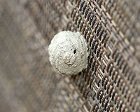 Potter Wasp Nest (Exit Hole) - Eumenes sp. Female wasps make conspicuous, aerial mud nests attached to twigs or other objects. It was close to 15 mm wide.<br />
<br />
 When first built, the nest has an opening, which makes it look like a pot or jug. The female deposits egg(s) on walls of the pot, provisions it with moth and beetle larvae, and then seals it with a final mud pellet. The larvae will hatch, eat the food provisions, and create a tiny exit hole through which to leave the nest once mature. **This shot shows the exit hole **<br />
<br />
 There were three of these nests on my deck chairs. I left them there to mature, and took them down after the wasps had matured and exited.<br />
<br />
https://www.jungledragon.com/image/63904/potter_wasp_nest_-_eumenes_sp.html<br />
https://www.jungledragon.com/image/63902/potter_wasp_nest_-_eumenes_sp.html Eumenes,Geotagged,Potter Wasp Nest,Summer,United States,nest,potter wasp