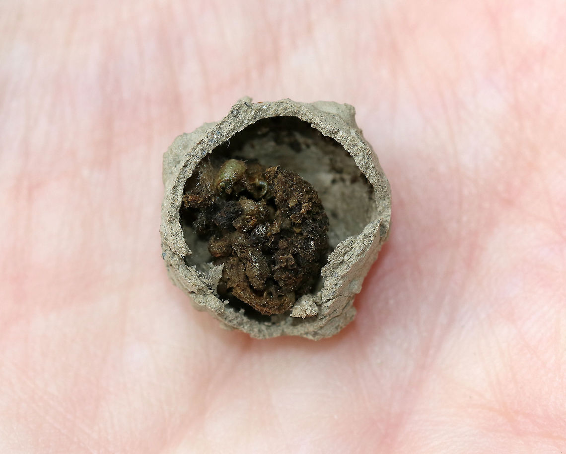 Potter Wasp Nest - Eumenes sp. Female wasps make conspicuous, aerial mud nests attached to twigs or other objects. It was close to 15 mm wide.<br />
<br />
When first built, the nest has an opening, which makes it look like a pot or jug. The female deposits egg(s) on walls of the pot, provisions it with moth and beetle larvae, and then seals it with a final mud pellet. The larvae will hatch, eat the food provisions, and create a tiny exit hole through which to leave the nest once mature. **This shot shows the inside of the nest - I'm guessing it's the remains of food and exuvia, etc.**<br />
<br />
There were three of these nests on my deck chairs. I left them there to mature, and took them down after the wasps had matured and exited.<br />
<figure class="photo"><a href="https://www.jungledragon.com/image/63902/potter_wasp_nest_-_eumenes_sp.html" title="Potter Wasp Nest - Eumenes sp."><img src="https://s3.amazonaws.com/media.jungledragon.com/images/3232/63902_thumb.jpg?AWSAccessKeyId=05GMT0V3GWVNE7GGM1R2&Expires=1759968010&Signature=ejz0o4qcay1P4J5UQq4rffyEYDE%3D" width="200" height="160" alt="Potter Wasp Nest - Eumenes sp. Female wasps make conspicuous, aerial mud nests attached to twigs or other objects. It was close to 15 mm wide.<br />
<br />
When first built, the nest has an opening, which makes it look like a pot or jug. The female deposits egg(s) on walls of the pot, provisions it with moth and beetle larvae, and then seals it with a final mud pellet. The larvae will hatch, eat the food provisions, and create a tiny exit hole through which to leave the nest once mature.<br />
<br />
There were three of these nests on my deck chairs. I left them there to mature, and took them down after the wasps had matured and exited.<br />
https://www.jungledragon.com/image/63903/potter_wasp_nest_exit_hole_-_eumenes_sp.html<br />
https://www.jungledragon.com/image/63904/potter_wasp_nest_-_eumenes_sp.html<br />
Eumenes,Geotagged,Potter Wasp Nest,Summer,United States,nest,potter wasp" /></a></figure><br />
<figure class="photo"><a href="https://www.jungledragon.com/image/63903/potter_wasp_nest_exit_hole_-_eumenes_sp.html" title="Potter Wasp Nest (Exit Hole) - Eumenes sp."><img src="https://s3.amazonaws.com/media.jungledragon.com/images/3232/63903_thumb.jpg?AWSAccessKeyId=05GMT0V3GWVNE7GGM1R2&Expires=1759968010&Signature=eV6gZF%2FU%2FhGxDp4pxDeDOpWkh9s%3D" width="200" height="160" alt="Potter Wasp Nest (Exit Hole) - Eumenes sp. Female wasps make conspicuous, aerial mud nests attached to twigs or other objects. It was close to 15 mm wide.<br />
<br />
When first built, the nest has an opening, which makes it look like a pot or jug. The female deposits egg(s) on walls of the pot, provisions it with moth and beetle larvae, and then seals it with a final mud pellet. The larvae will hatch, eat the food provisions, and create a tiny exit hole through which to leave the nest once mature. **This shot shows the exit hole **<br />
<br />
There were three of these nests on my deck chairs. I left them there to mature, and took them down after the wasps had matured and exited.<br />
<br />
https://www.jungledragon.com/image/63904/potter_wasp_nest_-_eumenes_sp.html<br />
https://www.jungledragon.com/image/63902/potter_wasp_nest_-_eumenes_sp.html Eumenes,Geotagged,Potter Wasp Nest,Summer,United States,nest,potter wasp" /></a></figure> Eumenes,Geotagged,Potter Wasp Nest,Summer,United States,nest,potter wasp