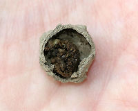 Potter Wasp Nest - Eumenes sp. Female wasps make conspicuous, aerial mud nests attached to twigs or other objects. It was close to 15 mm wide.<br />
<br />
 When first built, the nest has an opening, which makes it look like a pot or jug. The female deposits egg(s) on walls of the pot, provisions it with moth and beetle larvae, and then seals it with a final mud pellet. The larvae will hatch, eat the food provisions, and create a tiny exit hole through which to leave the nest once mature. **This shot shows the inside of the nest - I'm guessing it's the remains of food and exuvia, etc.**<br />
<br />
 There were three of these nests on my deck chairs. I left them there to mature, and took them down after the wasps had matured and exited.<br />
https://www.jungledragon.com/image/63902/potter_wasp_nest_-_eumenes_sp.html<br />
https://www.jungledragon.com/image/63903/potter_wasp_nest_exit_hole_-_eumenes_sp.html Eumenes,Geotagged,Potter Wasp Nest,Summer,United States,nest,potter wasp