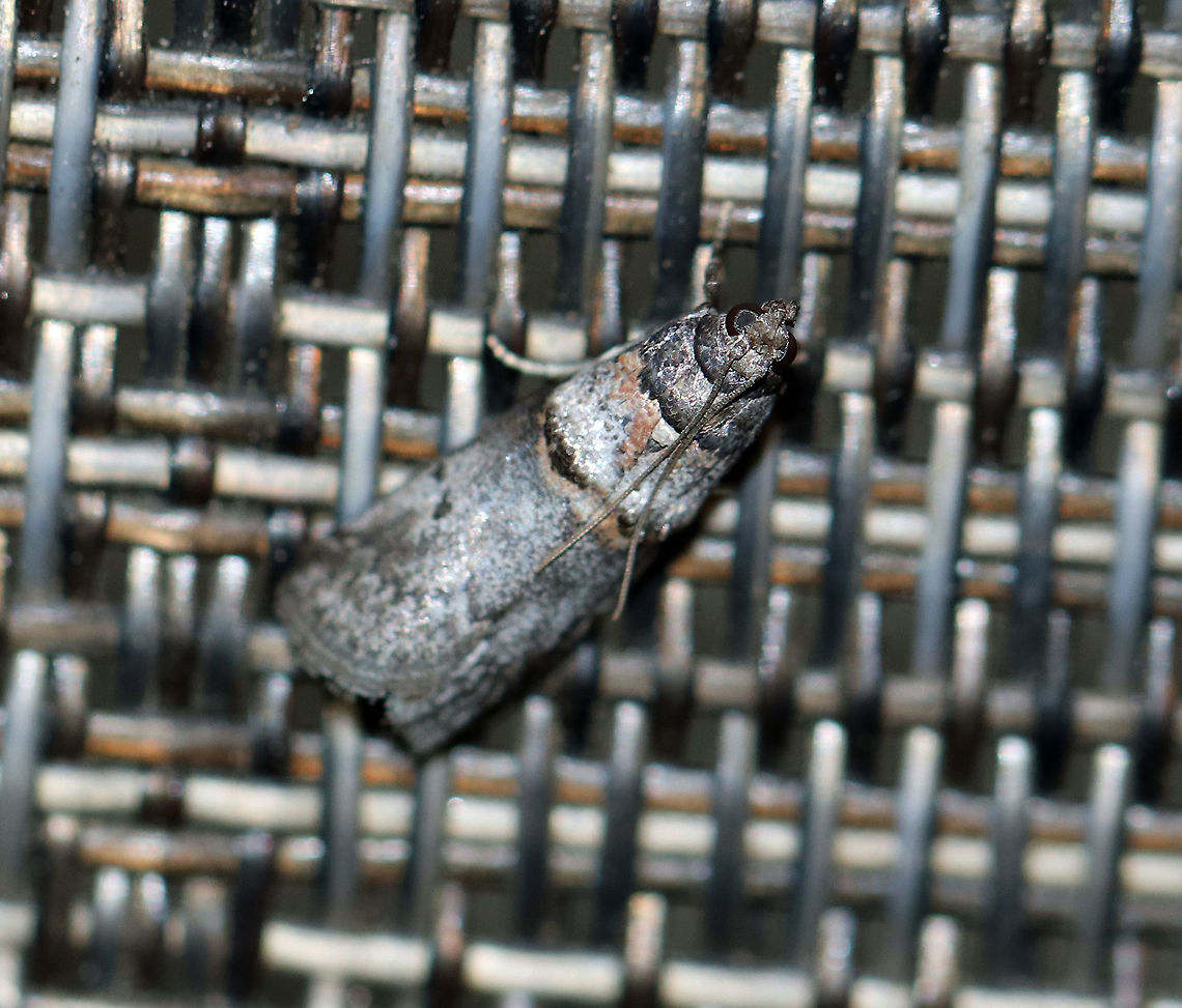 Hickory Shoot Borer - Acrobasis caryae Total length: 10 mm. Gray forewing with reddish and black bands. Acrobasis caryae,Geotagged,Summer,United States,acrobasis caryae,hickory shoot borer,moth,moth week 2018