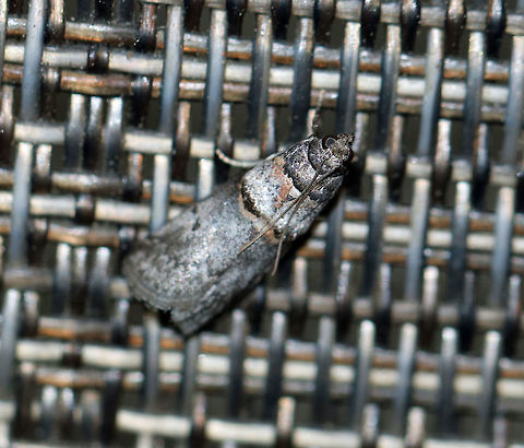 Hickory Shoot Borer - Acrobasis caryae Total length: 10 mm. Gray forewing with reddish and black bands. Acrobasis caryae,Geotagged,Summer,United States,acrobasis caryae,hickory shoot borer,moth,moth week 2018