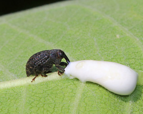 Milkweed Stem Weevil - Rhyssomatus lineaticollis Total length: about 6 mm long.  Robust, oval, black weevil with reddish antennae and tarsi. Ridged and grooved elytra. Adults feed on milkweed.

Spotted on milkweed in a rural garden. Geotagged,Milkweed Stem Weevil,Rhyssomatus lineaticollis,Summer,United States,beetle,milkweed weevil,weevil