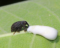 Milkweed Stem Weevil - Rhyssomatus lineaticollis Total length: about 6 mm long.  Robust, oval, black weevil with reddish antennae and tarsi. Ridged and grooved elytra. Adults feed on milkweed.<br />
<br />
Spotted on milkweed in a rural garden. Geotagged,Milkweed Stem Weevil,Rhyssomatus lineaticollis,Summer,United States,beetle,milkweed weevil,weevil