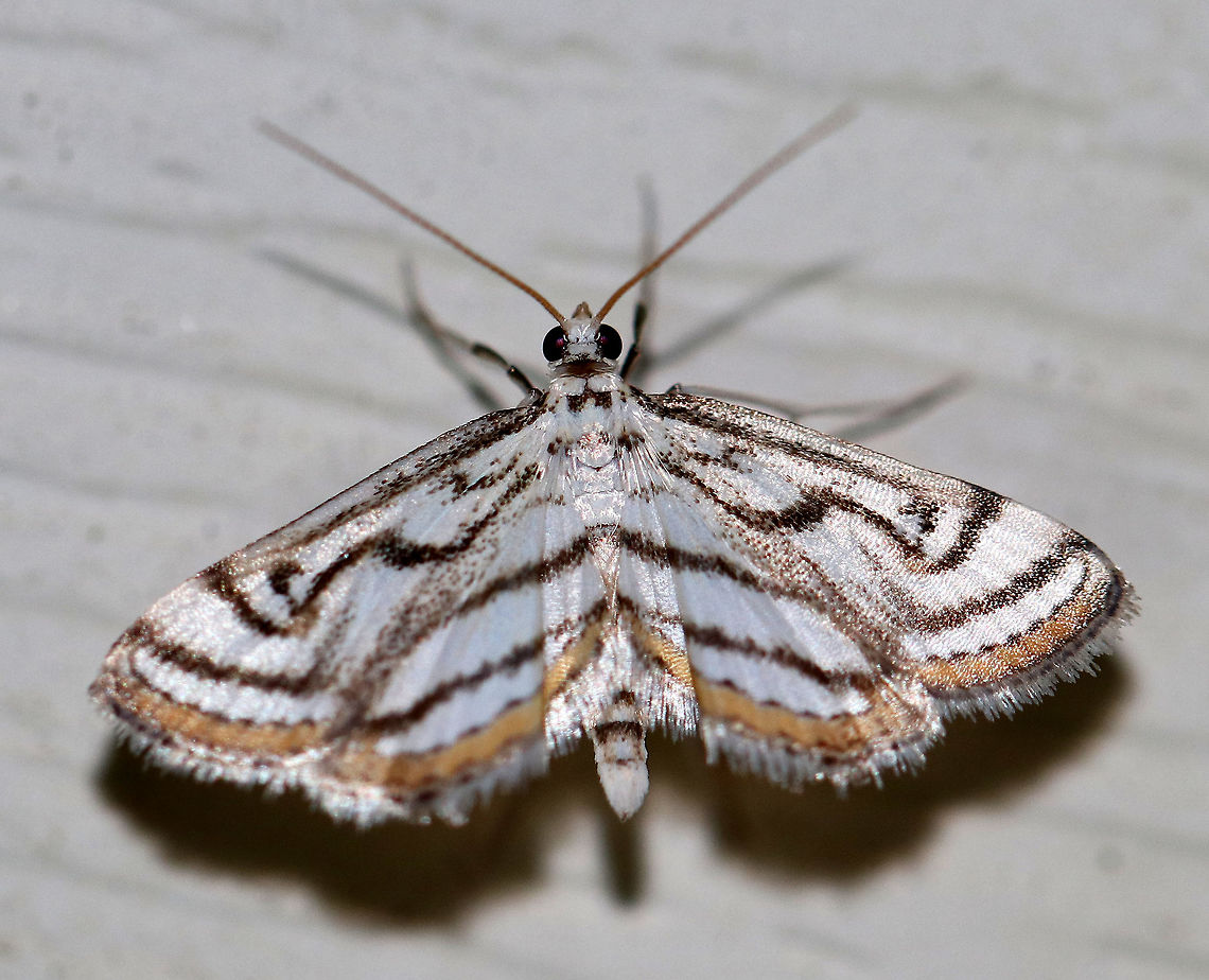 Chestnut- marked Pondweed Moth - Parapoynx badiusalis This gorgeous moth was a fantastic find for the last night of moth week!<br />
<br />
Total length: 12mm. White wings marked with bold bands. Terminal line was golden yellow/tan.<br />
<br />
Attracted to a light in a rural area. Geotagged,Parapoynx badiusalis,Summer,United States,moth,moth week 2018,parapoynx badiusalis