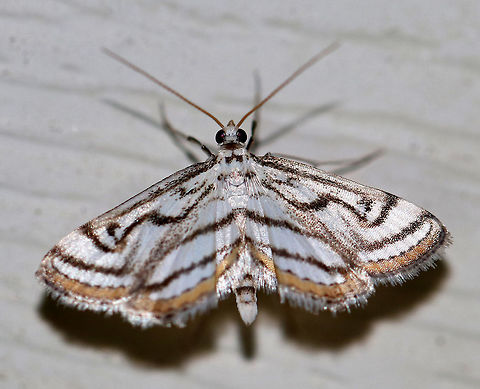 Chestnut- marked Pondweed Moth - Parapoynx badiusalis This gorgeous moth was a fantastic find for the last night of moth week!

Total length: 12mm. White wings marked with bold bands. Terminal line was golden yellow/tan.

Attracted to a light in a rural area. Geotagged,Parapoynx badiusalis,Summer,United States,moth,moth week 2018,parapoynx badiusalis