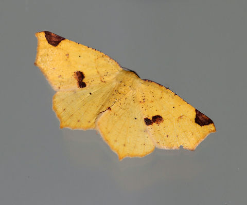 Variable Antepione - Antepione thisoaria Wingspan: About 35 mm. Sexually dimorphic species - this is a female. Both sexes of the summer brood have yellow wings with brown subapical patches and a brown mark along the inner postmedial line.  However, males have reddish brown shading beyond the postmedial line.
Attracted to a light in a rural area. Antepione thisoaria,Geotagged,Summer,United States,Variable Antepione,antepione thisoaria,moth,moth week 2018