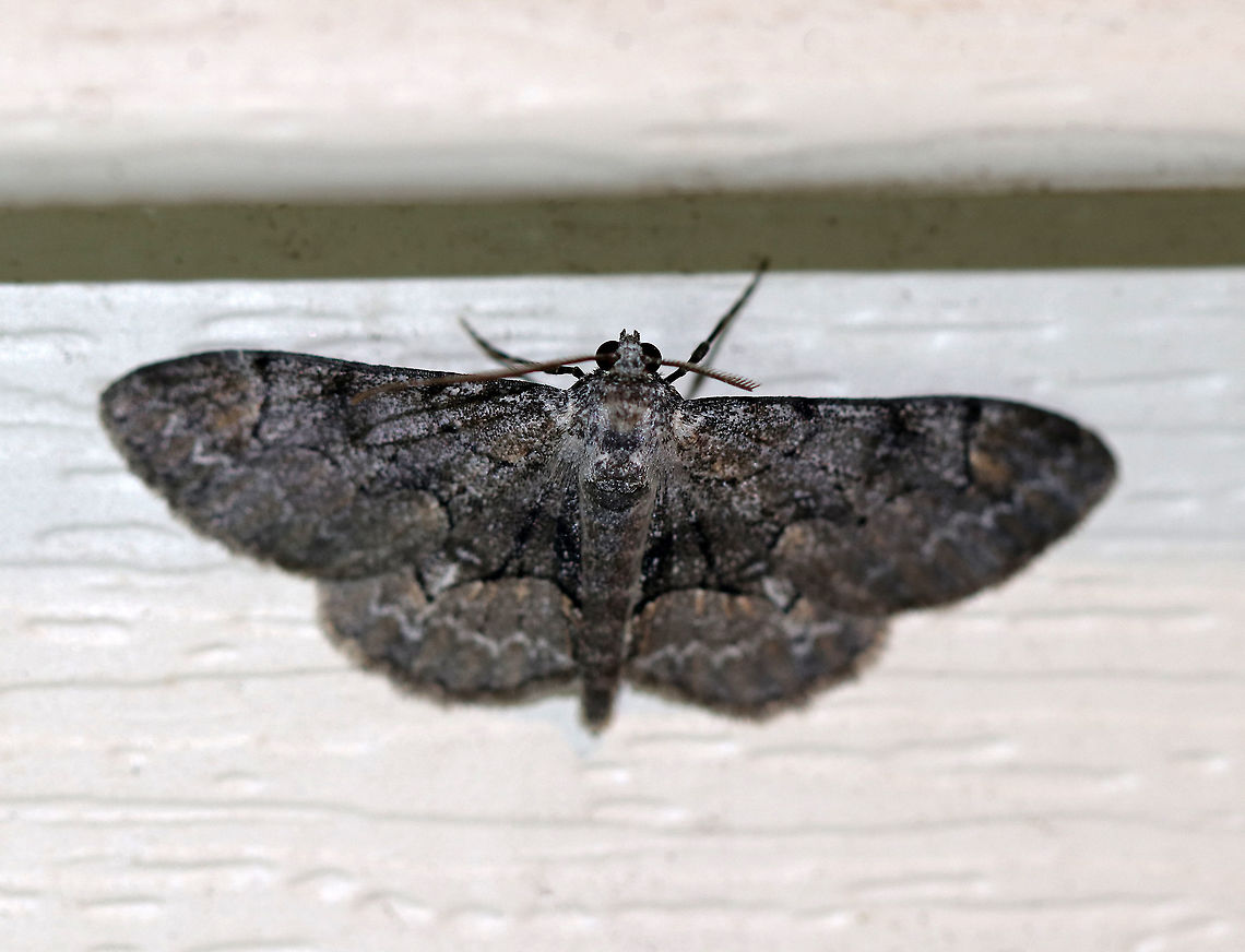 Bent-Line Gray (Melanistic) - Iridopsis larvaria Wingspan: 30 mm. This is the melanistic form of Iridopsis larvaria. The wings have sharp, black lines . The hindwing has a sharp kink in the postmedial line.<br />
<br />
 Attracted to a moth light in a rural area.<br />
 Geotagged,Iridopsis,Iridopsis larvaria,Summer,United States,bent-line gray,melanism,melanistic moth,moth,moth week 2018