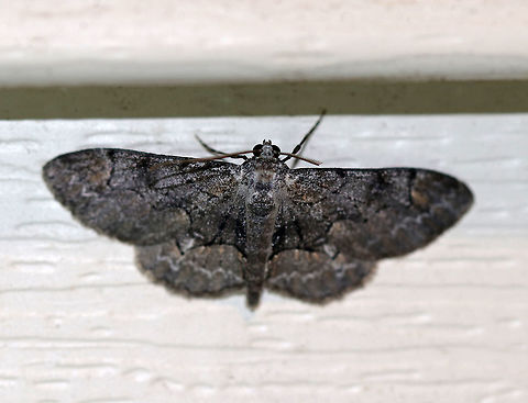 Bent-Line Gray (Melanistic) - Iridopsis larvaria Wingspan: 30 mm. This is the melanistic form of Iridopsis larvaria. The wings have sharp, black lines . The hindwing has a sharp kink in the postmedial line.

 Attracted to a moth light in a rural area.
 Geotagged,Iridopsis,Iridopsis larvaria,Summer,United States,bent-line gray,melanism,melanistic moth,moth,moth week 2018
