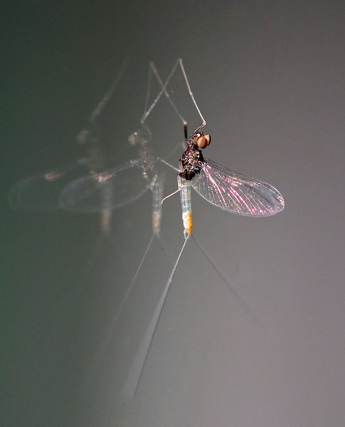Small Minnow Mayfly - Baetis sp. This mayfly was TINY! It was only about 5 mm long.  This is the male imago, which can be determined by the tiny to absent hind wings and the two-part &quot;muffin&quot; eyes.<br />
<br />
It was swaying its caudal filaments back and forth. I tried to get a video, but it was too dark for my camera to focus on the movement.<br />
<br />
Attracted to a moth light in a rural area.<br />
<figure class="photo"><a href="https://www.jungledragon.com/image/63943/small_minnow_mayfly_-_baetis_sp.html" title="Small Minnow Mayfly - Baetis sp."><img src="https://s3.amazonaws.com/media.jungledragon.com/images/3232/63943_thumb.jpg?AWSAccessKeyId=05GMT0V3GWVNE7GGM1R2&Expires=1759968010&Signature=DJHVOdfzToYWKlVQKCKvVZx7cXg%3D" width="200" height="154" alt="Small Minnow Mayfly - Baetis sp. *Here is a closer shot of those spectacular eyes!<br />
<br />
This mayfly was TINY! It was only about 5 mm long. This is the male imago, which can be determined by the tiny to absent hind wings and the two-part &quot;muffin&quot; eyes.<br />
<br />
 It was swaying its caudal filaments back and forth. I tried to get a video, but it was too dark for my camera to focus on the movement.<br />
<br />
 Attracted to a moth light in a rural area. <br />
<br />
https://www.jungledragon.com/image/63944/small_minnow_mayfly_-_baetis_sp.html<br />
https://www.jungledragon.com/image/63940/small_minnow_mayfly_-_baetis_sp.html Geotagged,Summer,United States,baetis,mayfly,small minnow mayfly" /></a></figure><br />
<figure class="photo"><a href="https://www.jungledragon.com/image/63944/small_minnow_mayfly_-_baetis_sp.html" title="Small Minnow Mayfly - Baetis sp."><img src="https://s3.amazonaws.com/media.jungledragon.com/images/3232/63944_thumb.jpg?AWSAccessKeyId=05GMT0V3GWVNE7GGM1R2&Expires=1759968010&Signature=7ddIDV3wGDYmKLuoRX37B4Y3uyc%3D" width="200" height="156" alt="Small Minnow Mayfly - Baetis sp. This mayfly was TINY! It was only about 5 mm long. This is the male imago, which can be determined by the tiny to absent hind wings and the two-part &quot;muffin&quot; eyes.<br />
<br />
 It was swaying its caudal filaments back and forth. I tried to get a video, but it was too dark for my camera to focus on the movement.<br />
<br />
 Attracted to a moth light in a rural area. <br />
<br />
https://www.jungledragon.com/image/63940/small_minnow_mayfly_-_baetis_sp.html<br />
https://www.jungledragon.com/image/63943/small_minnow_mayfly_-_baetis_sp.html Geotagged,Summer,United States,baetis,mayfly,small minnow mayfly" /></a></figure> Geotagged,Summer,United States,baetidae,baetis,male mayfly,mayfly,small minnow mayfly