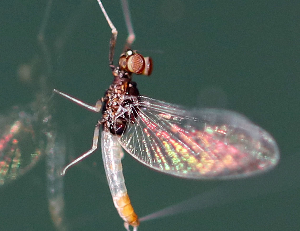 Small Minnow Mayfly - Baetis sp. *Here is a closer shot of those spectacular eyes!<br />
<br />
This mayfly was TINY! It was only about 5 mm long. This is the male imago, which can be determined by the tiny to absent hind wings and the two-part &quot;muffin&quot; eyes.<br />
<br />
 It was swaying its caudal filaments back and forth. I tried to get a video, but it was too dark for my camera to focus on the movement.<br />
<br />
 Attracted to a moth light in a rural area. <br />
<br />
<figure class="photo"><a href="https://www.jungledragon.com/image/63944/small_minnow_mayfly_-_baetis_sp.html" title="Small Minnow Mayfly - Baetis sp."><img src="https://s3.amazonaws.com/media.jungledragon.com/images/3232/63944_thumb.jpg?AWSAccessKeyId=05GMT0V3GWVNE7GGM1R2&Expires=1759968010&Signature=7ddIDV3wGDYmKLuoRX37B4Y3uyc%3D" width="200" height="156" alt="Small Minnow Mayfly - Baetis sp. This mayfly was TINY! It was only about 5 mm long. This is the male imago, which can be determined by the tiny to absent hind wings and the two-part &quot;muffin&quot; eyes.<br />
<br />
 It was swaying its caudal filaments back and forth. I tried to get a video, but it was too dark for my camera to focus on the movement.<br />
<br />
 Attracted to a moth light in a rural area. <br />
<br />
https://www.jungledragon.com/image/63940/small_minnow_mayfly_-_baetis_sp.html<br />
https://www.jungledragon.com/image/63943/small_minnow_mayfly_-_baetis_sp.html Geotagged,Summer,United States,baetis,mayfly,small minnow mayfly" /></a></figure><br />
<figure class="photo"><a href="https://www.jungledragon.com/image/63940/small_minnow_mayfly_-_baetis_sp.html" title="Small Minnow Mayfly - Baetis sp."><img src="https://s3.amazonaws.com/media.jungledragon.com/images/3232/63940_thumb.jpg?AWSAccessKeyId=05GMT0V3GWVNE7GGM1R2&Expires=1759968010&Signature=iqgvRni0CGVpi7kM72g0KvZQqH0%3D" width="124" height="152" alt="Small Minnow Mayfly - Baetis sp. This mayfly was TINY! It was only about 5 mm long.  This is the male imago, which can be determined by the tiny to absent hind wings and the two-part &quot;muffin&quot; eyes.<br />
<br />
It was swaying its caudal filaments back and forth. I tried to get a video, but it was too dark for my camera to focus on the movement.<br />
<br />
Attracted to a moth light in a rural area.<br />
https://www.jungledragon.com/image/63943/small_minnow_mayfly_-_baetis_sp.html<br />
https://www.jungledragon.com/image/63944/small_minnow_mayfly_-_baetis_sp.html Geotagged,Summer,United States,baetidae,baetis,male mayfly,mayfly,small minnow mayfly" /></a></figure> Geotagged,Summer,United States,baetis,mayfly,small minnow mayfly