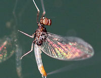 Small Minnow Mayfly - Baetis sp. *Here is a closer shot of those spectacular eyes!<br />
<br />
This mayfly was TINY! It was only about 5 mm long. This is the male imago, which can be determined by the tiny to absent hind wings and the two-part "muffin" eyes.<br />
<br />
 It was swaying its caudal filaments back and forth. I tried to get a video, but it was too dark for my camera to focus on the movement.<br />
<br />
 Attracted to a moth light in a rural area. <br />
<br />
https://www.jungledragon.com/image/63944/small_minnow_mayfly_-_baetis_sp.html<br />
https://www.jungledragon.com/image/63940/small_minnow_mayfly_-_baetis_sp.html Geotagged,Summer,United States,baetis,mayfly,small minnow mayfly