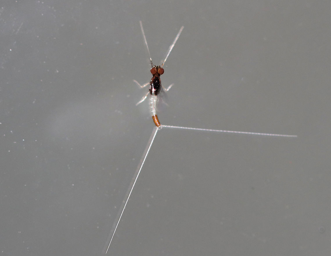 Small Minnow Mayfly - Baetis sp. This mayfly was TINY! It was only about 5 mm long. This is the male imago, which can be determined by the tiny to absent hind wings and the two-part "muffin" eyes.<br />
<br />
 It was swaying its caudal filaments back and forth. I tried to get a video, but it was too dark for my camera to focus on the movement.<br />
<br />
 Attracted to a moth light in a rural area. <br />
<br />
<figure class="photo"><a href="https://www.jungledragon.com/image/63940/small_minnow_mayfly_-_baetis_sp.html" title="Small Minnow Mayfly - Baetis sp."><img src="https://s3.amazonaws.com/media.jungledragon.com/images/3232/63940_thumb.jpg?AWSAccessKeyId=05GMT0V3GWVNE7GGM1R2&Expires=1765411210&Signature=nK7uR6wlRvUvHCR1LinRf2QL%2BhY%3D" width="124" height="152" alt="Small Minnow Mayfly - Baetis sp. This mayfly was TINY! It was only about 5 mm long.  This is the male imago, which can be determined by the tiny to absent hind wings and the two-part "muffin" eyes.<br />
<br />
It was swaying its caudal filaments back and forth. I tried to get a video, but it was too dark for my camera to focus on the movement.<br />
<br />
Attracted to a moth light in a rural area.<br />
https://www.jungledragon.com/image/63943/small_minnow_mayfly_-_baetis_sp.html<br />
https://www.jungledragon.com/image/63944/small_minnow_mayfly_-_baetis_sp.html Geotagged,Summer,United States,baetidae,baetis,male mayfly,mayfly,small minnow mayfly" /></a></figure><br />
<figure class="photo"><a href="https://www.jungledragon.com/image/63943/small_minnow_mayfly_-_baetis_sp.html" title="Small Minnow Mayfly - Baetis sp."><img src="https://s3.amazonaws.com/media.jungledragon.com/images/3232/63943_thumb.jpg?AWSAccessKeyId=05GMT0V3GWVNE7GGM1R2&Expires=1765411210&Signature=o7OB2m1bJQIokTISxCfPSNukhto%3D" width="200" height="154" alt="Small Minnow Mayfly - Baetis sp. *Here is a closer shot of those spectacular eyes!<br />
<br />
This mayfly was TINY! It was only about 5 mm long. This is the male imago, which can be determined by the tiny to absent hind wings and the two-part "muffin" eyes.<br />
<br />
 It was swaying its caudal filaments back and forth. I tried to get a video, but it was too dark for my camera to focus on the movement.<br />
<br />
 Attracted to a moth light in a rural area. <br />
<br />
https://www.jungledragon.com/image/63944/small_minnow_mayfly_-_baetis_sp.html<br />
https://www.jungledragon.com/image/63940/small_minnow_mayfly_-_baetis_sp.html Geotagged,Summer,United States,baetis,mayfly,small minnow mayfly" /></a></figure> Geotagged,Summer,United States,baetis,mayfly,small minnow mayfly