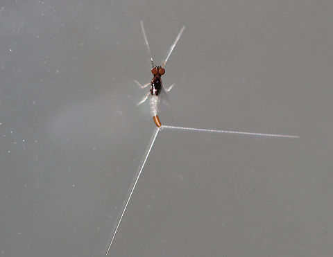 Small Minnow Mayfly - Baetis sp. This mayfly was TINY! It was only about 5 mm long. This is the male imago, which can be determined by the tiny to absent hind wings and the two-part "muffin" eyes.
 It was swaying its caudal filaments back and forth. I tried to get a video, but it was too dark for my camera to focus on the movement.
 Attracted to a moth light in a rural area. 
https://www.jungledragon.com/image/63940/small_minnow_mayfly_-_baetis_sp.html
https://www.jungledragon.com/image/63943/small_minnow_mayfly_-_baetis_sp.html Geotagged,Summer,United States,baetis,mayfly,small minnow mayfly