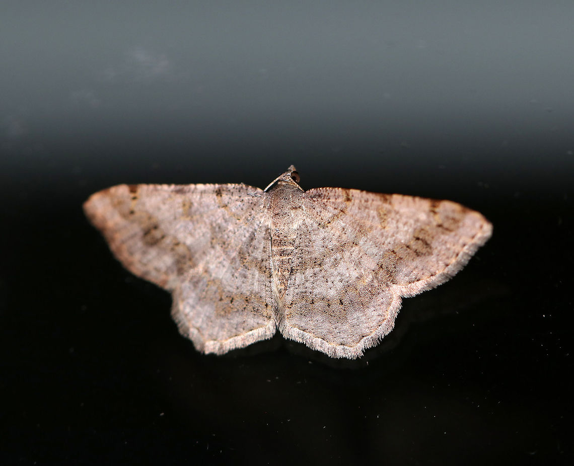 Faint-spotted Angle - Digrammia ocellinata Wingspan: 25 mm. Gray wings with wide, brown bands, especially in the subterminal area. Lines are accented with black dots.<br />
<br />
Attracted to a moth light in a rural area. Digrammia ocellinata,Faint-spotted Angle,Geotagged,Summer,United States,digrammia ocellinata,moth,moth week 2018