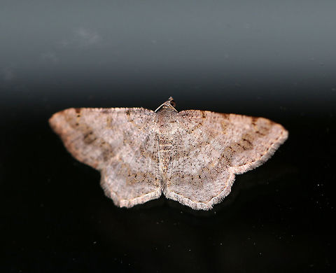 Faint-spotted Angle - Digrammia ocellinata Wingspan: 25 mm. Gray wings with wide, brown bands, especially in the subterminal area. Lines are accented with black dots.

Attracted to a moth light in a rural area. Digrammia ocellinata,Faint-spotted Angle,Geotagged,Summer,United States,digrammia ocellinata,moth,moth week 2018