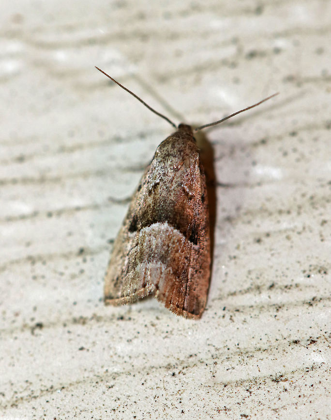 Unknown Moth I thought this moth would be super easy to identify because of the big, brown frown on its dorsal surface. But, I haven&#039;t been able to identify it yet.  If it is a new species, then I propose the common name &quot;Swedish Chef&quot;, scientific name &quot;Muppeta puppetus&quot; after the Swedish Chef from the muppets, who I think this moth eerily resembles. Geotagged,Summer,United States,moth,moth week 2018