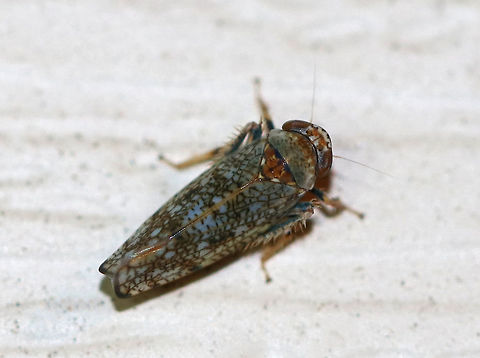 Mosaic leafhopper - Orientus ishidae This leafhopper has a variable, mosaic-like pattern and an orange band between its eyes.  It was about 5-6 mm long.

Attracted to a moth light in a rural area. Geotagged,Mosaic leafhopper,Orientus ishidae,Summer,United States,leafhopper