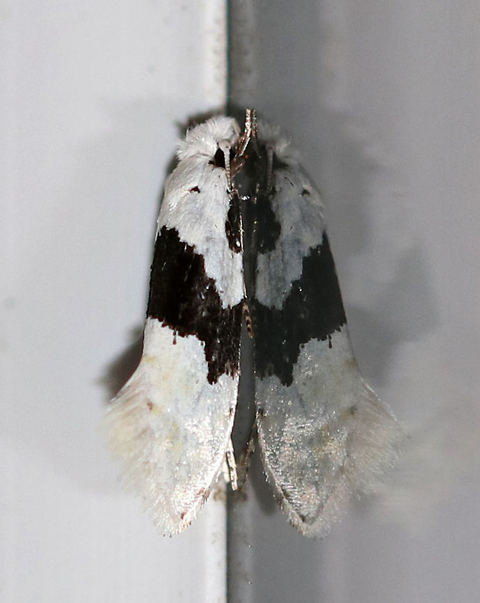 Nemapogon clematella Total length: 7-8 mm. This is a rarely seen moth in the U.S. with only a handful of spottings on bugguide, and none from CT. So, this was a great find!<br />
<br />
Attracted to a light in a rural area. Geotagged,Nemapogon clematella,Summer,United States,moth