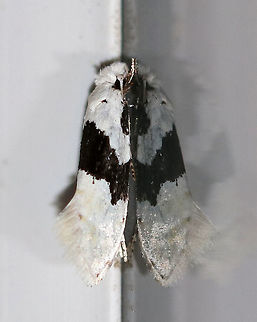 Nemapogon clematella Total length: 7-8 mm. This is a rarely seen moth in the U.S. with only a handful of spottings on bugguide, and none from CT. So, this was a great find!
Attracted to a light in a rural area. Geotagged,Nemapogon clematella,Summer,United States,moth