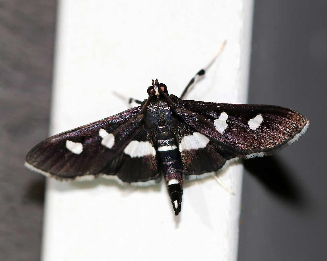Grape Leaffolder - Desmia funeralis Total length: 16-18 mm. Dark brown/black forewings marked with two white spots in the median area. Hindwings have a broad, white, median band. The head had a few white scales.<br />
<br />
 Attracted to a light in a rural area. <br />
 Desmia funeralis,Geotagged,Grape Leaffolder,Grape leaffolder,Summer,United States,leaffolder,moth,moth week