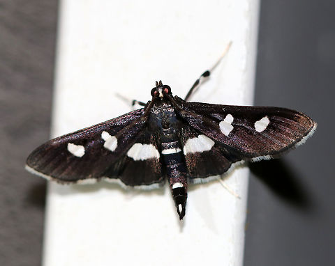 Grape Leaffolder - Desmia funeralis Total length: 16-18 mm. Dark brown/black forewings marked with two white spots in the median area. Hindwings have a broad, white, median band. The head had a few white scales.
 Attracted to a light in a rural area. 
 Desmia funeralis,Geotagged,Grape Leaffolder,Grape leaffolder,Summer,United States,leaffolder,moth,moth week