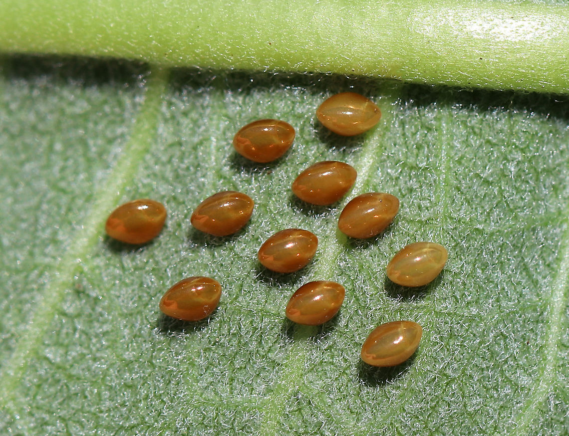 Squash Bug Eggs - Anasa tristis Tiny, eggs that were laid in a cluster on the underside of a leaf in a rural garden.<br />
<br />
Squash bugs cause severe damage to plants because they secrete highly toxic saliva into the plants. As a result, the foliage wilts, turns black, and dies following feeding. This malady is sometimes referred to as &quot;anasa wilt&quot;, which can kill a plant. However, the amount of damage to a plant is directly proportional to the density of the squash bugs feeding on it. Additionally, squash bugs can vector a bacterium, Serratia marcescens, which causes Cucurbit Yellow Vine Disease. The insects transmit the pathogen and can harbor it within their bodies during the winter. Serratia marcescens is an interesting bacterium because it is opportunistic and different strains can colonize the tissues of both plants and animals. In insects, Serratia is not usually fatal, and squash bugs are not known to suffer any ill effects from infection. However, I once had an entire colony of mosquitoes succumb to a particularly acute infection of Serratia marcescens. The mosquitoes actually turned blood red from the ferocity of the infection. <br />
<br />
 Anasa tristis,Geotagged,Summer,United States,anasa,bug eggs,eggs,insect eggs,squash bug eggs