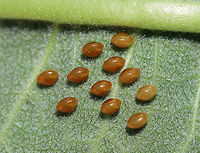 Squash Bug Eggs - Anasa tristis Tiny, eggs that were laid in a cluster on the underside of a leaf in a rural garden.<br />
<br />
Squash bugs cause severe damage to plants because they secrete highly toxic saliva into the plants. As a result, the foliage wilts, turns black, and dies following feeding. This malady is sometimes referred to as "anasa wilt", which can kill a plant. However, the amount of damage to a plant is directly proportional to the density of the squash bugs feeding on it. Additionally, squash bugs can vector a bacterium, Serratia marcescens, which causes Cucurbit Yellow Vine Disease. The insects transmit the pathogen and can harbor it within their bodies during the winter. Serratia marcescens is an interesting bacterium because it is opportunistic and different strains can colonize the tissues of both plants and animals. In insects, Serratia is not usually fatal, and squash bugs are not known to suffer any ill effects from infection. However, I once had an entire colony of mosquitoes succumb to a particularly acute infection of Serratia marcescens. The mosquitoes actually turned blood red from the ferocity of the infection. <br />
<br />
 Anasa tristis,Geotagged,Summer,United States,anasa,bug eggs,eggs,insect eggs,squash bug eggs