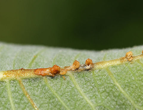Milkweed Weevil Oviposition Pits - Rhyssomatus sp. Female weevils use their long snouts to chew holes in the stems of milkweed. then, they deposit their eggs into these holes.  They chew several holes in a vertical line in the lower part of the milkweed stem, laying an egg in each.  The sticky latex from the plant oozes from the wounds to create raised, conspicuous blobs.
Spotted on milkweed in a large meadow. Geotagged,Milkweed Weevil Oviposition Holes,Rhyssomatus,Spring,United States,beetle,milkweed weevil,plant borer holes,weevil
