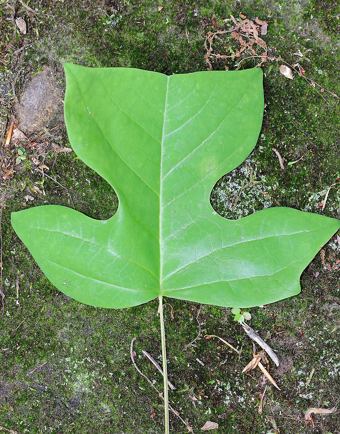 Tulip Poplar - Liriodendron tulipifera Native to the eastern United States, these trees can grow over 100 feet tall!<br />
<br />
Spotted in a wooded area.<br />
<br />
<figure class="photo"><a href="https://www.jungledragon.com/image/64009/tulip_poplar_-_liriodendron_tulipifera.html" title="Tulip Poplar - Liriodendron tulipifera"><img src="https://s3.amazonaws.com/media.jungledragon.com/images/3232/64009_thumb.jpg?AWSAccessKeyId=05GMT0V3GWVNE7GGM1R2&Expires=1759968010&Signature=PEcKRt3z5YSeKOA0qKVyyQhcgaI%3D" width="100" height="152" alt="Tulip Poplar - Liriodendron tulipifera Native to the eastern United States, these trees can grow over 100 feet tall!<br />
<br />
 Spotted in a wooded area. <br />
<br />
https://www.jungledragon.com/image/64008/tulip_poplar_-_liriodendron_tulipifera.html American tulip tree,Geotagged,Liriodendron tulipifera,Summer,Tulip Poplar,United States,poplar,tree,tuliptree" /></a></figure> American tulip tree,Geotagged,Liriodendron tulipifera,Summer,Tuliptree,United States,tulip poplar