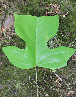 Tulip Poplar - Liriodendron tulipifera Native to the eastern United States, these trees can grow over 100 feet tall!
Spotted in a wooded area.
https://www.jungledragon.com/image/64009/tulip_poplar_-_liriodendron_tulipifera.html American tulip tree,Geotagged,Liriodendron tulipifera,Summer,Tuliptree,United States,tulip poplar