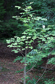 Tulip Poplar - Liriodendron tulipifera Native to the eastern United States, these trees can grow over 100 feet tall!

 Spotted in a wooded area. 

https://www.jungledragon.com/image/64008/tulip_poplar_-_liriodendron_tulipifera.html American tulip tree,Geotagged,Liriodendron tulipifera,Summer,Tulip Poplar,United States,poplar,tree,tuliptree