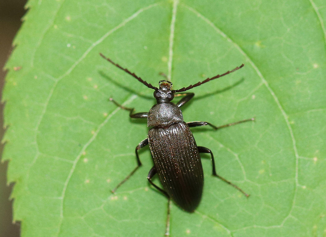 Darkling Beetle - Family Tenebrionidae, Subfamily Alleculinae Dark brown/black beetle with large eyes, striate elytra, and filiform antennae.<br />
<br />
Spotted on vegetation in a mixed forest. Alleculinae,Geotagged,Summer,Tenebrionidae,United States,beetle,darkling beetle