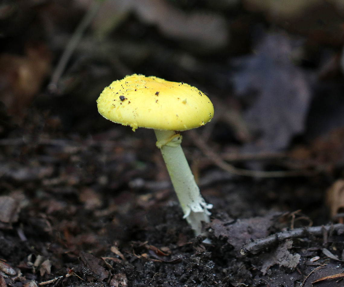 Peck's Yellow Dust Amanita - Amanita elongata Vivid, yellow, nearly flat cap with volva that was randomly distributed as pale yellow, floccose warts, which were easily removed. The gills were free, crowded, and white. The stem was white and ended with a bulb.<br />
<br />
 Growing on the ground in a mixed forest.<br />
 Amanita elongata,Geotagged,Peck's Yellow Dust Amanita,Summer,United States,amanita,fungus,mushroom