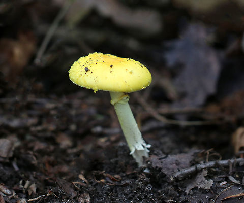 Peck's Yellow Dust Amanita - Amanita elongata Vivid, yellow, nearly flat cap with volva that was randomly distributed as pale yellow, floccose warts, which were easily removed. The gills were free, crowded, and white. The stem was white and ended with a bulb.

 Growing on the ground in a mixed forest.
 Amanita elongata,Geotagged,Peck's Yellow Dust Amanita,Summer,United States,amanita,fungus,mushroom