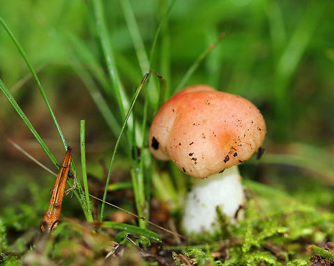 Mushroom - Russula sp. Tiny Russula - only about 25 mm tall. Pink cap, white stem, and white gills.

Growing on the ground in a deciduous forest. Geotagged,Summer,United States,fungus,mushroom,russula