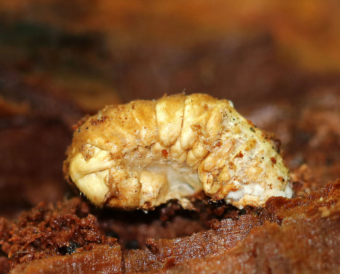 Infected Beetle Larva I'm not sure the species of this larva, or exactly what happened to it. It was hard, dead, and attached to rotting wood when I found it. <br />
<br />
Found inside of a rotting log in a mixed forest. Geotagged,Summer,United States,beetle larva,infected larva,larva