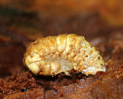 Infected Beetle Larva I'm not sure the species of this larva, or exactly what happened to it. It was hard, dead, and attached to rotting wood when I found it. 

Found inside of a rotting log in a mixed forest. Geotagged,Summer,United States,beetle larva,infected larva,larva