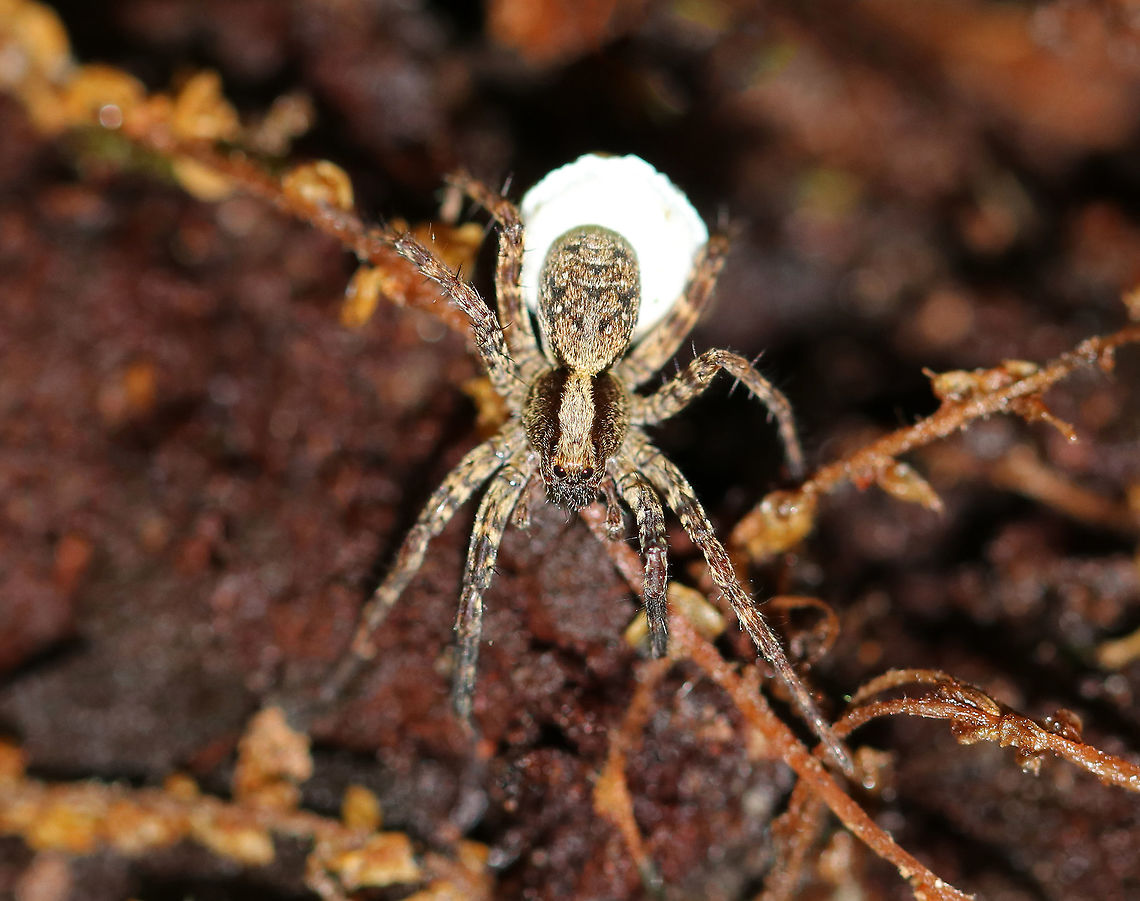 Wolf Spider -  Schizocosa sp. I spotted this pretty girl carrying her egg sac in a deciduous forest.  <br />
<br />
I think it looks like Schizocosa ocreata, but I can't get to a definite species ID at this point. Geotagged,Schizocosa,Summer,United States,spider,wolf spider