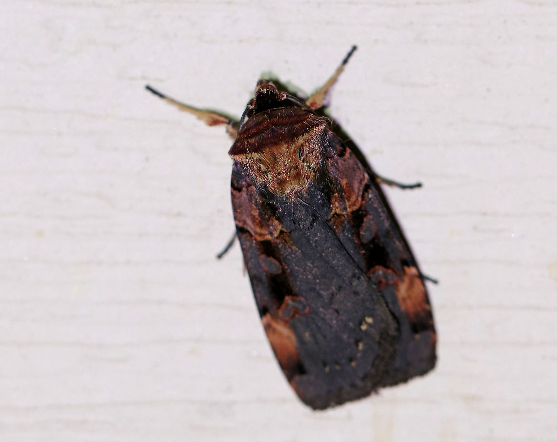 Pink-spotted Dart - Pseudohermonassa bicarnea Total length: 20 mm. Dark blue/indigo forewing with pinkish purple patches in basal and subapical areas. Slanting, gray orbicular spot cuts through the black median bar. Subterminal line has a row of tan dots.<br />
<br />
Attracted to a light in a rural area. Geotagged,Pseudohermonassa bicarnea,Summer,United States,dart,moth,pink-spotted dart