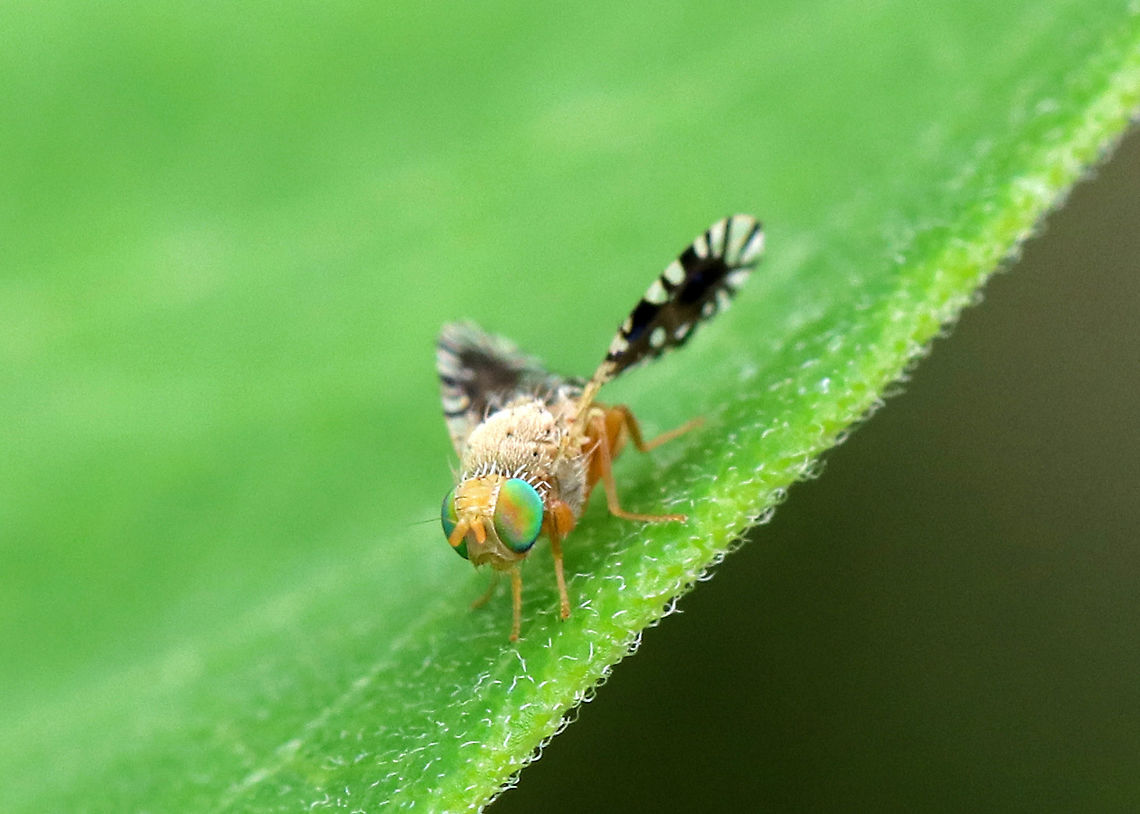 Fruit Fly - Euaresta bella An attractive fly with green and orange eyes, a tan thorax, and fancy, patterned, black and white wings.  It holds its wings away from its body, and at an angle.<br />
<br />
Spotted in a rural herb garden.<br />
 Euaresta,Euaresta bella,Fruit fly,Geotagged,Summer,Trypeta festiva,United States,fly,trypeta