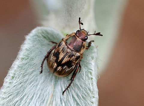 Oriental beetle - Anomala orientalis Beetle with mottled, brown and black elytra. 

Adults can cause minor damage to flowering plants. The larvae actively feed on organic matter in the soil and on plant roots, which can cause serious damage to turfgrass and ornamental plants. Anomala orientalis,Geotagged,Oriental beetle,Summer,United States,anomala,beetle