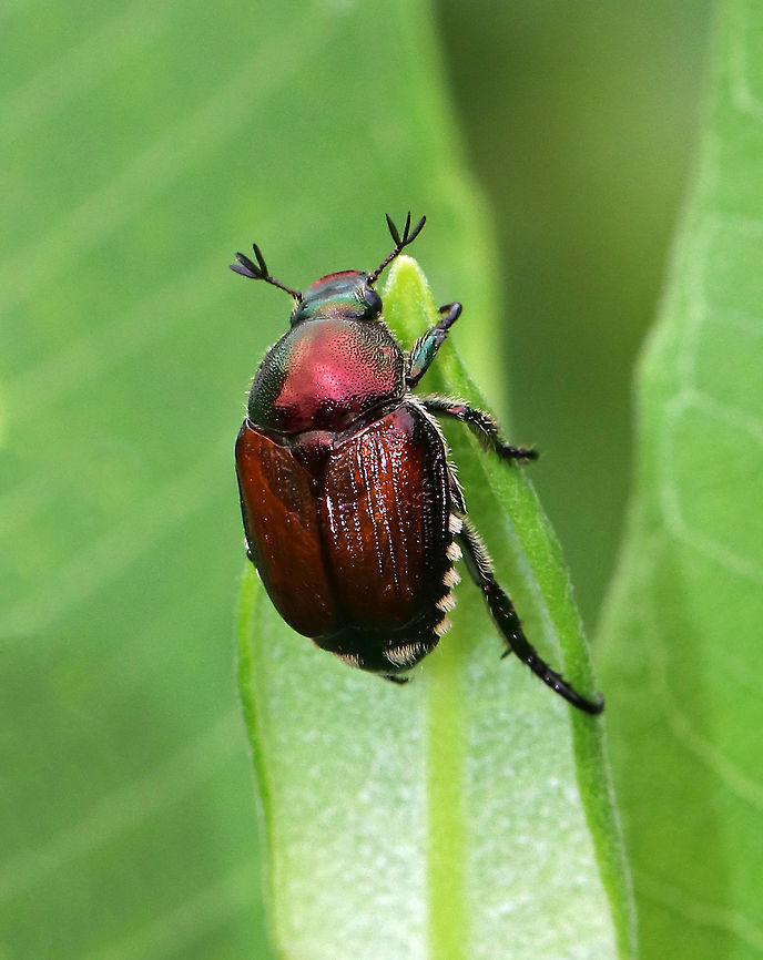 Japanese Beetle - Popillia japonica Popillia japonica is a widespread pest of turf, landscape, fruit and field crops, and ornamental plants in the United States. It has a total host range of more than 300 plant species! The adults feed on foliage, flowers, and fruit. <br />
<br />
Generally, their elytra are copper-brown, but this one was ruby red. I have no idea why. The five patches of white hairs on each side of the abdomen and one pair on the last abdominal segment distinguish this species from others that are similar. Geotagged,Japanese Beetle,Popillia japonica,Summer,United States,beetle