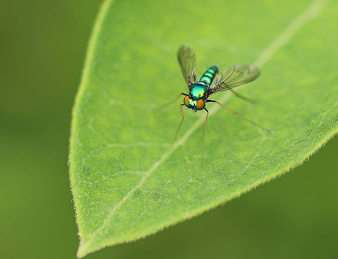 Longlegged Fly - Condylostylus sp. Shiny green longlegged fly that was flying around in a rural herb garden. Condylostylus,Geotagged,Summer,United States,fly,green fly,longlegged fly