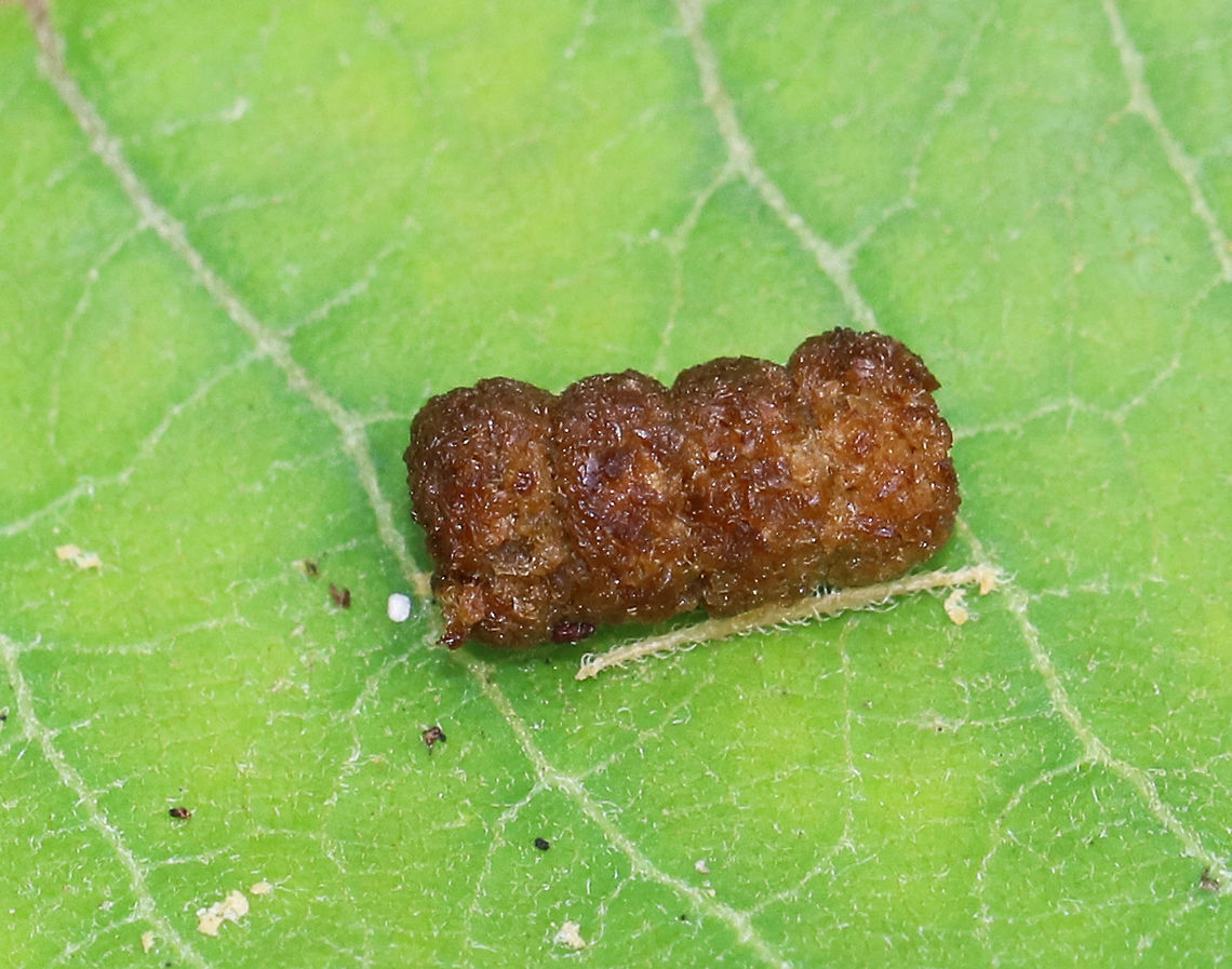 Monarch Butterfly Caterpillar Frass Monarch frass resembles tiny, stale, chocolate donuts.  I found several of these tiny poops on a milkweed plant along with monarch caterpillars.   Geotagged,Summer,United States,caterpillar frass,danaus,danaus plexippus,frass,monarch caterpillar poop